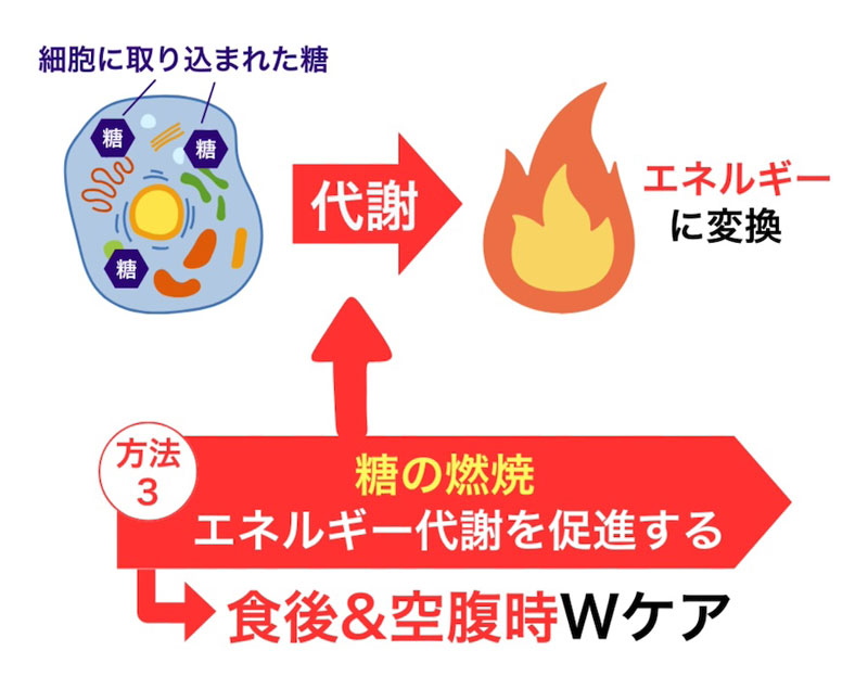 方法③ 糖の燃焼（エネルギー代謝を促進する）→食後&空腹時Wケア